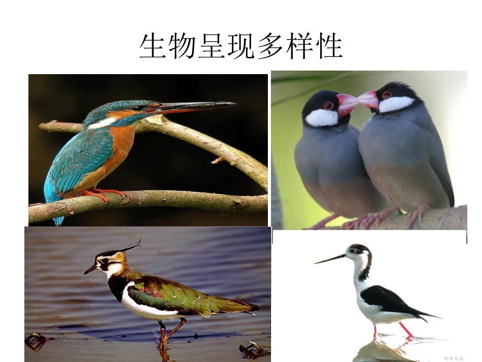 遗传信息的转录和翻译_第2页