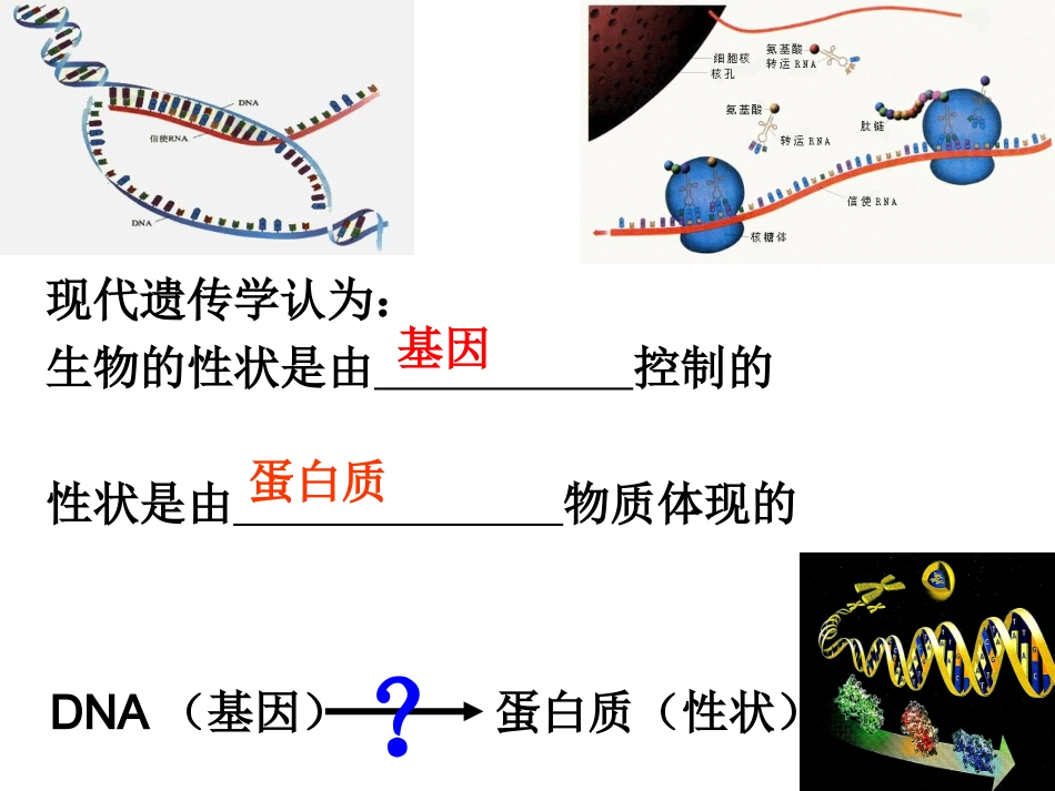 遗传信息的转录和翻译_第3页