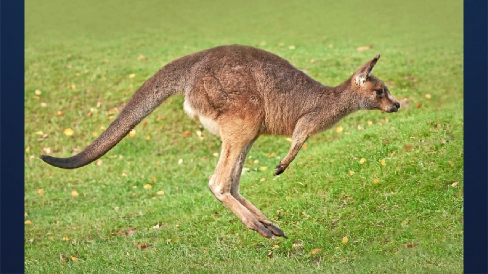 第19课保护珍稀野生动物_第3页