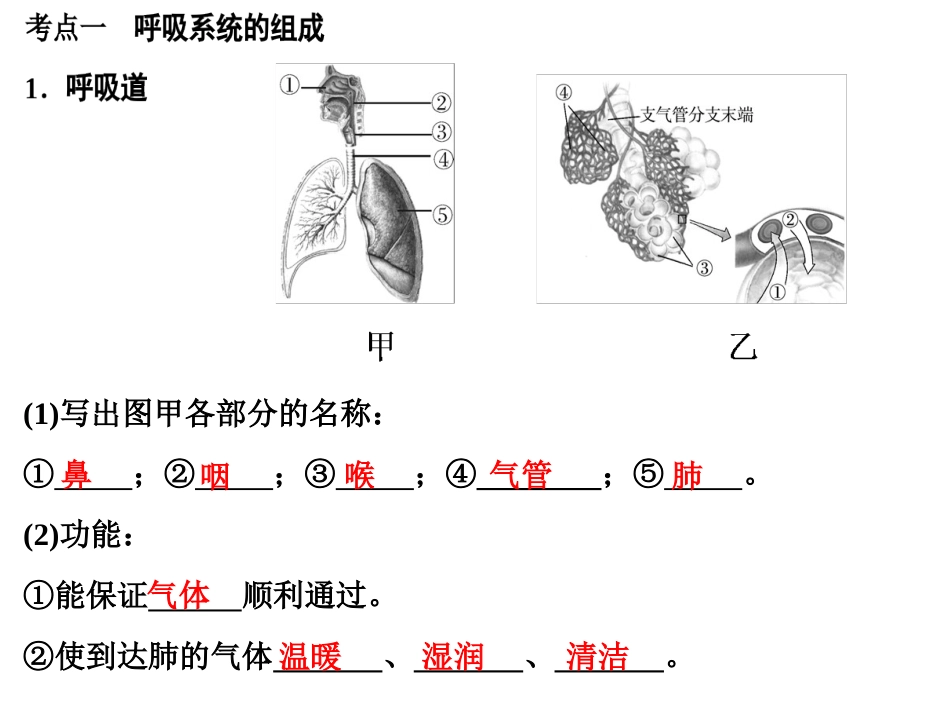 第九讲-人体的呼吸_第2页