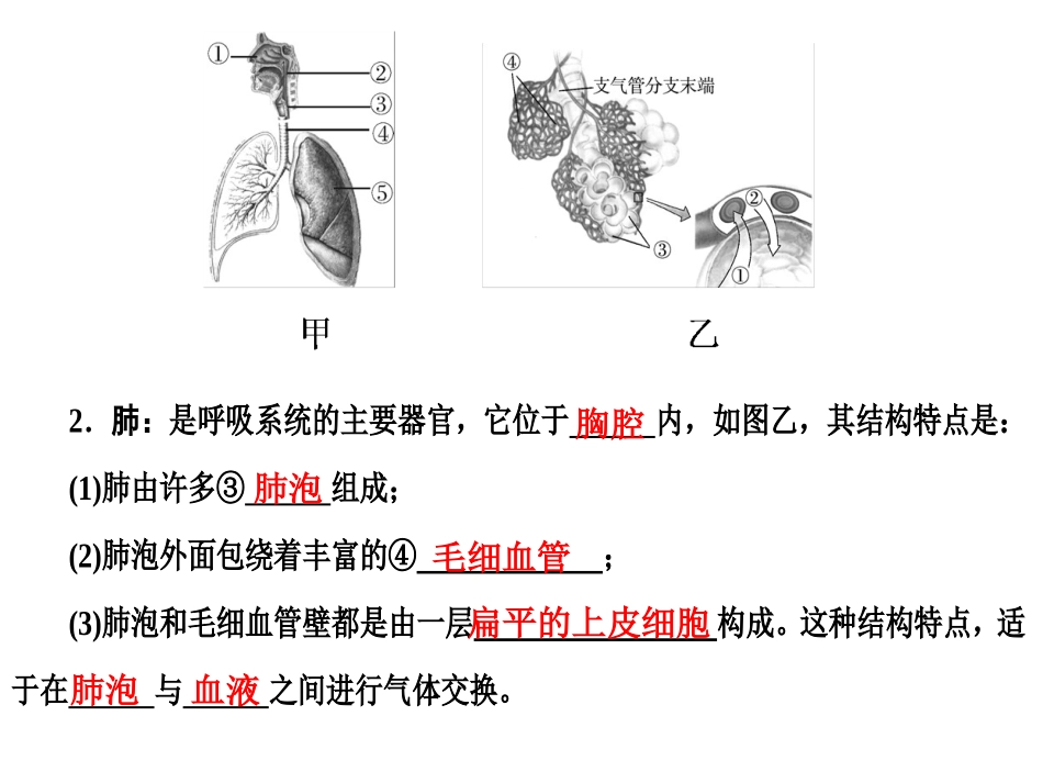 第九讲-人体的呼吸_第3页