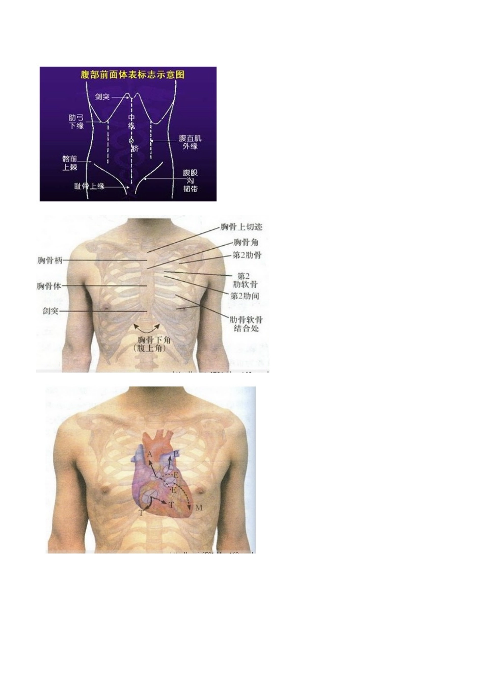 超级实用人体常用体表标志_第3页