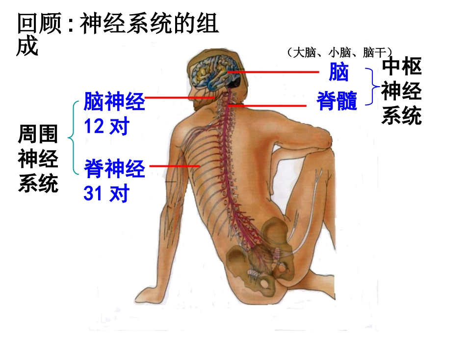 神经系统的结构和功能-(2)_第1页