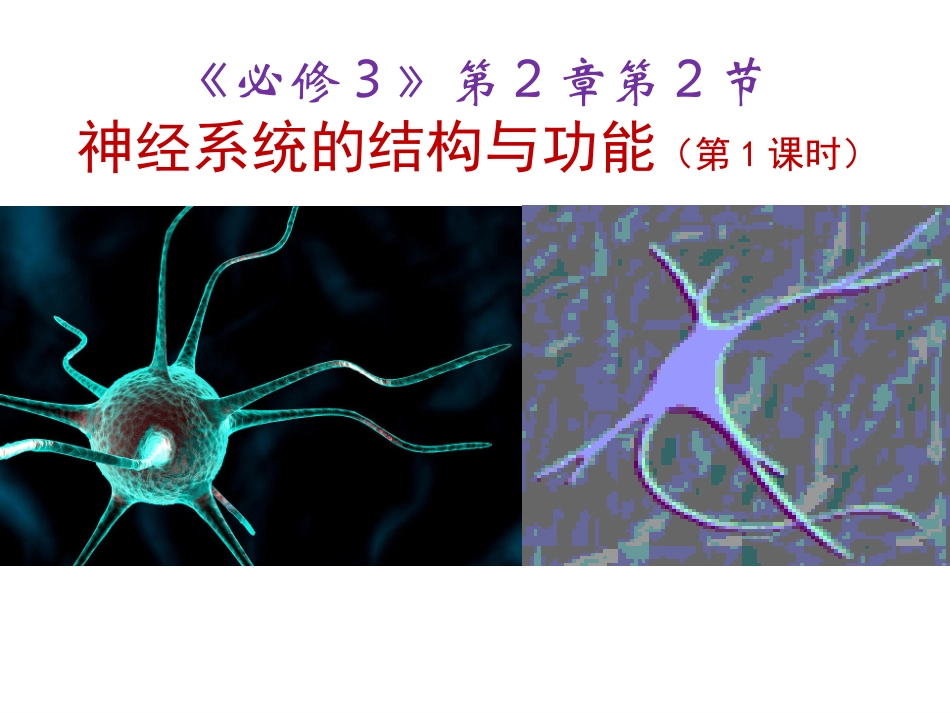 神经系统的结构和功能-(2)_第2页