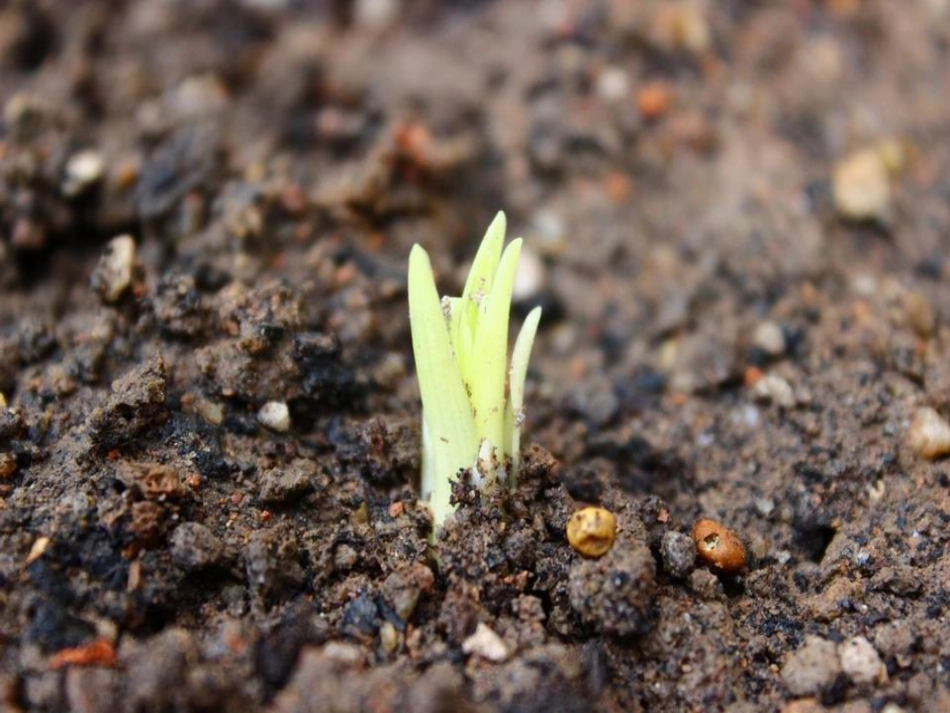 27心田上的百合花开_第3页