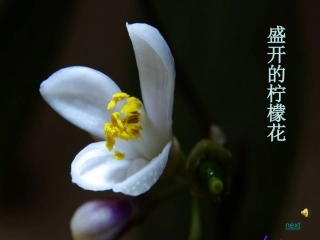 迷娘曲-(3)