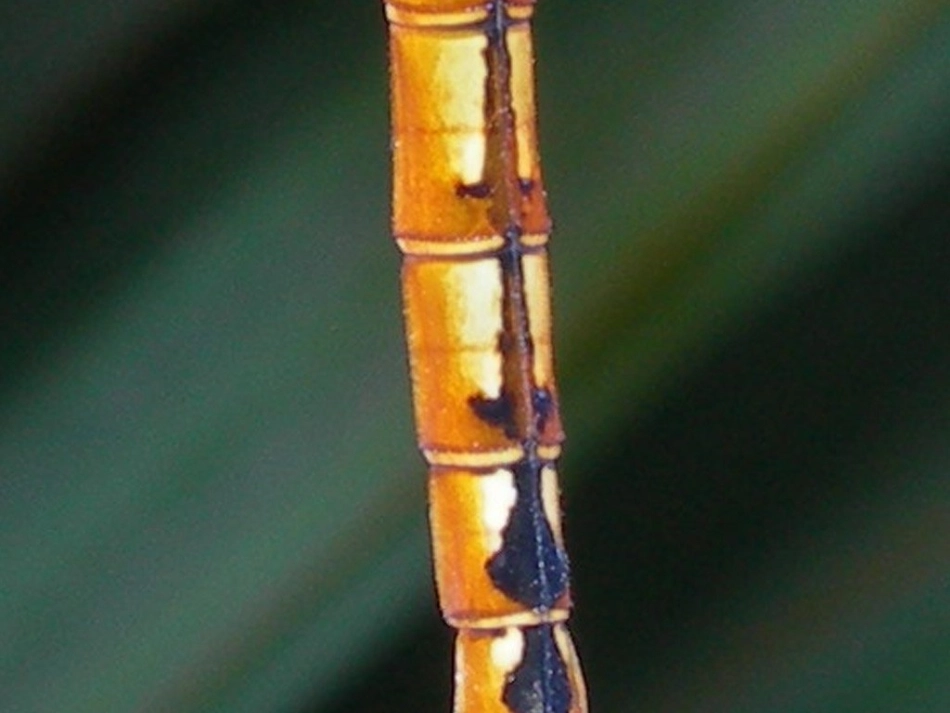 人教版小学美术二年级上册《蜻蜓飞飞》课件》_第3页