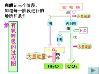 《复习光合作用和呼吸作用》