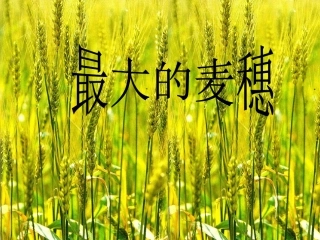 16、最大的麦穗