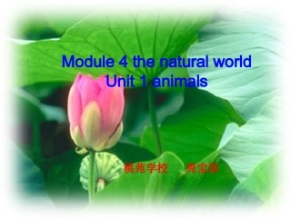 module4animal