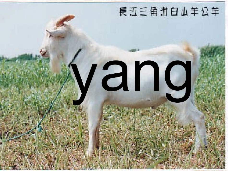 小学语文一年级课件-ang-eng-ing_第1页