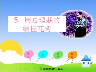 《周总理栽的缅桂花树》课件