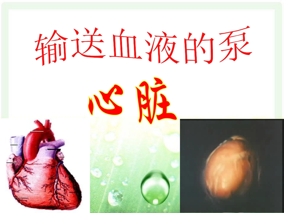 科学家的故事-血液循环的发现_第2页