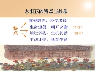 《种一片太阳花》边读边想