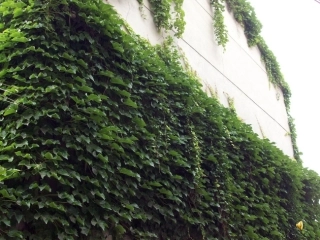 《那片绿绿的爬山虎》PPT课件-(1)---人教新课标小学语文四年级上册