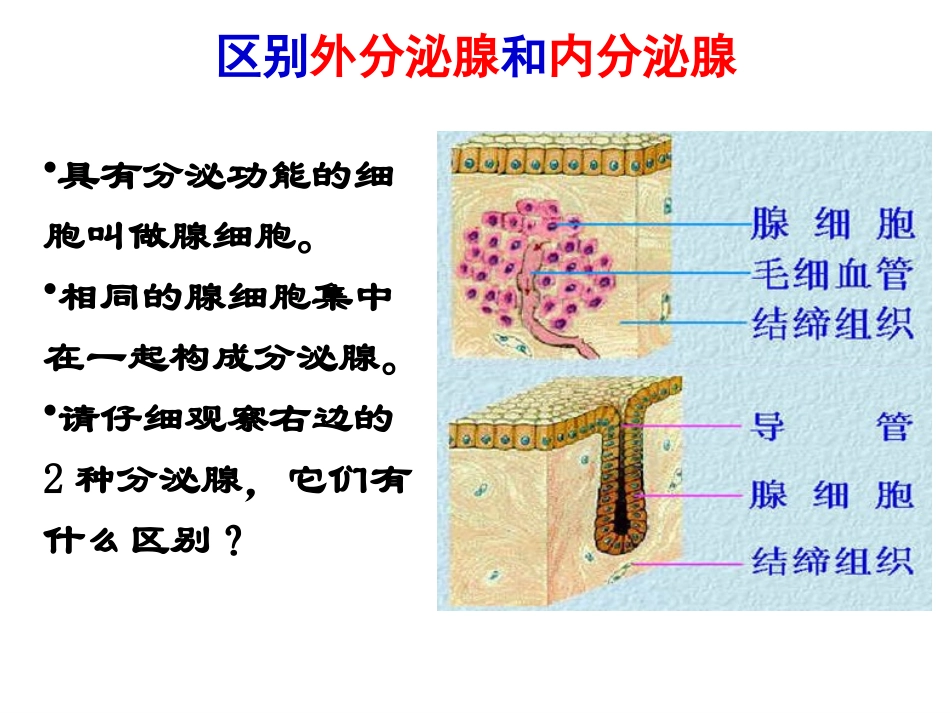 12.1-激素调节(苏教版七年级下)付茹文_第3页
