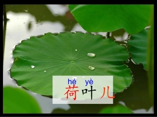 37荷叶圆圆