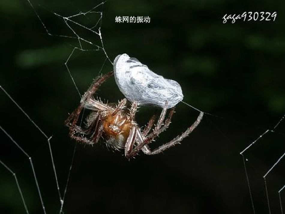 四生态系统中的信息传递_第2页