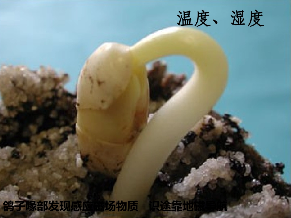 四生态系统中的信息传递_第3页