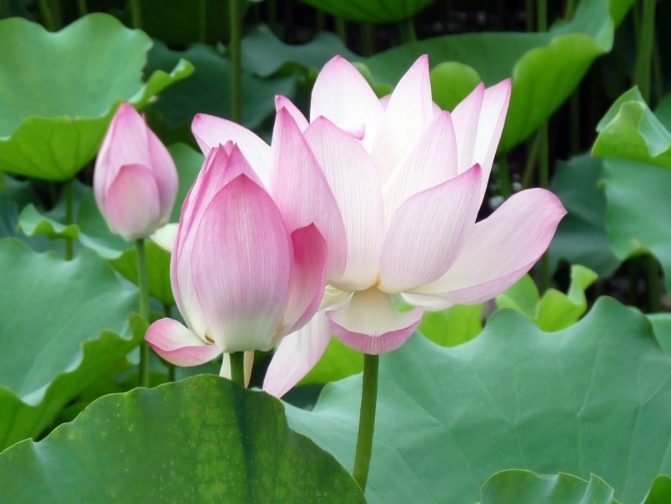 (部编)初中语文人教2011课标版七年级下册《爱莲说》PPT-(2)_第3页