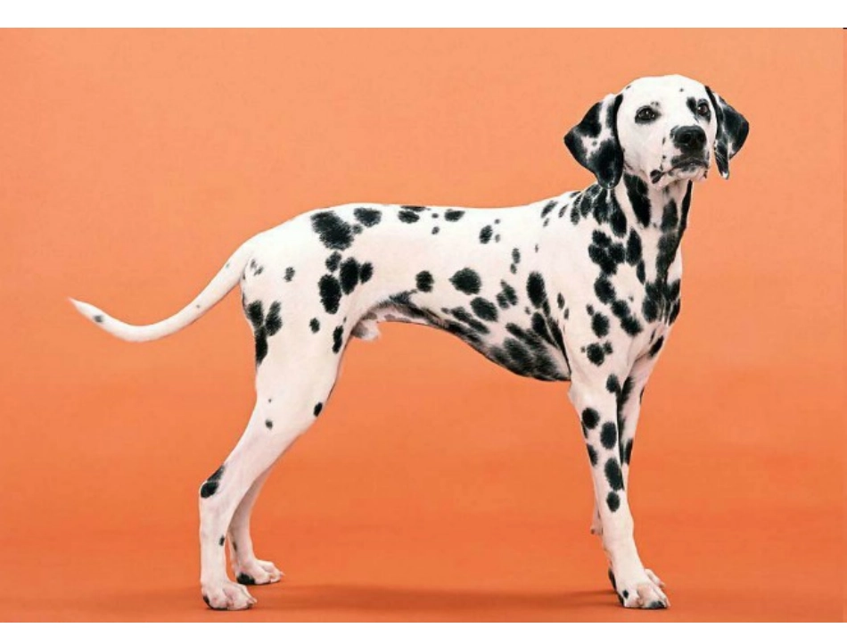 9.变照片为黑白的画_第3页