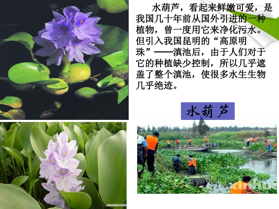 19《生物入侵者》课件-人教版_第1页