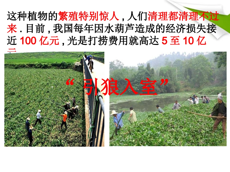 19《生物入侵者》课件-人教版_第2页