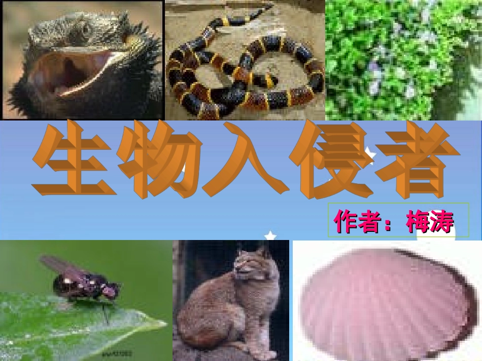 19《生物入侵者》课件-人教版_第3页
