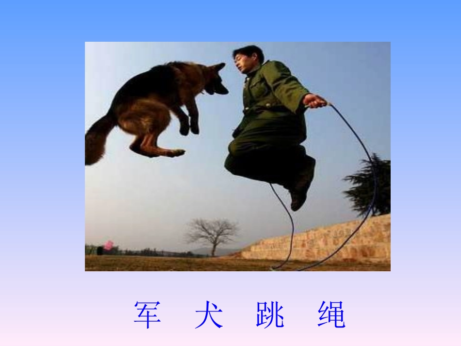 《军犬黑子》2_第3页