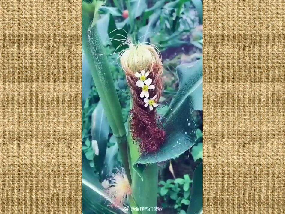 16.大自然的礼物——草编(辽宁)_第2页