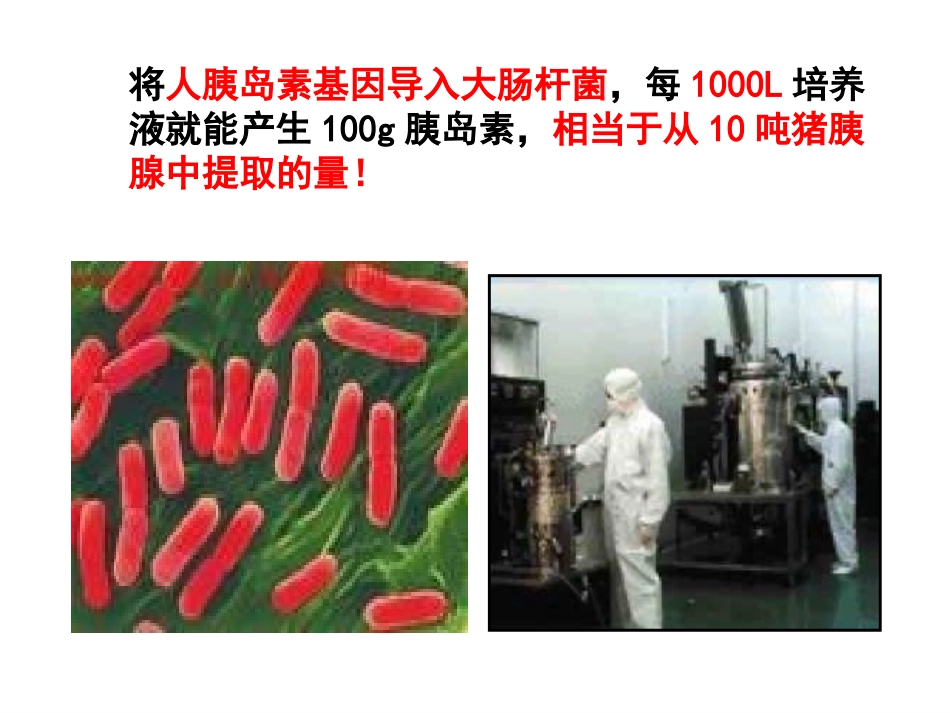 第一节工具酶的发现和基因工程的诞生-(2)_第3页