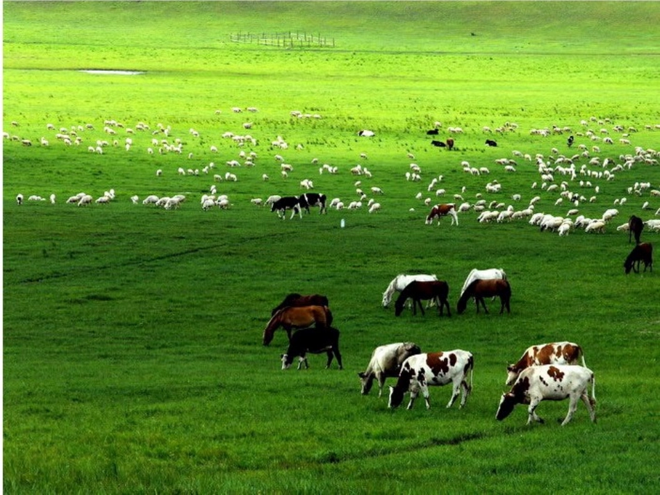5.美丽的草原(吉林)_第2页