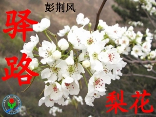 (部编)初中语文人教2011课标版七年级下册《驿路梨花》-语文-初中-王晓慧