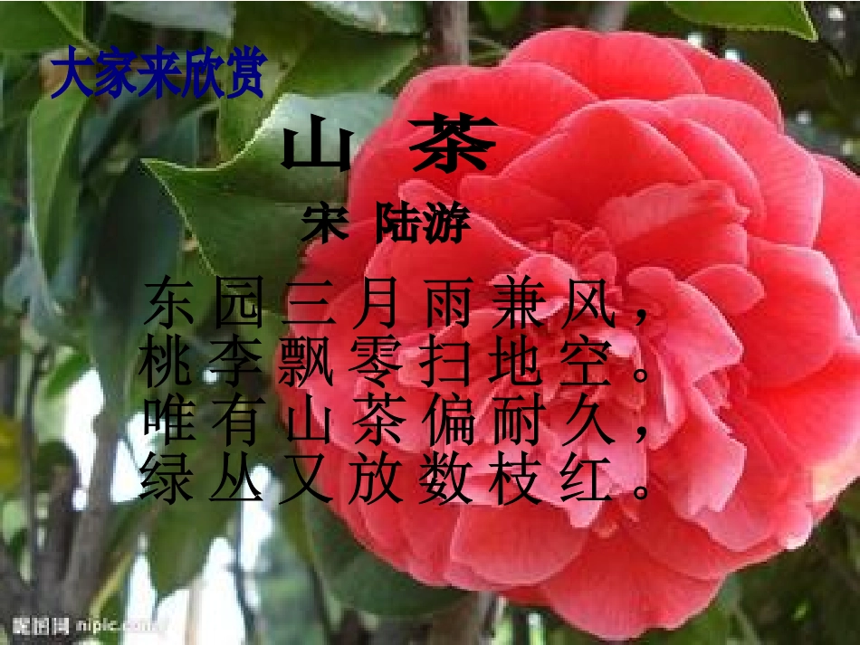 《山茶花》PPT_第2页