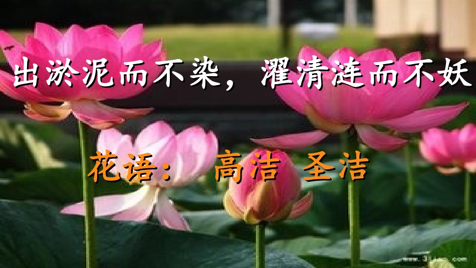 (部编)初中语文人教2011课标版七年级下册17-紫藤萝瀑布-(4)_第3页