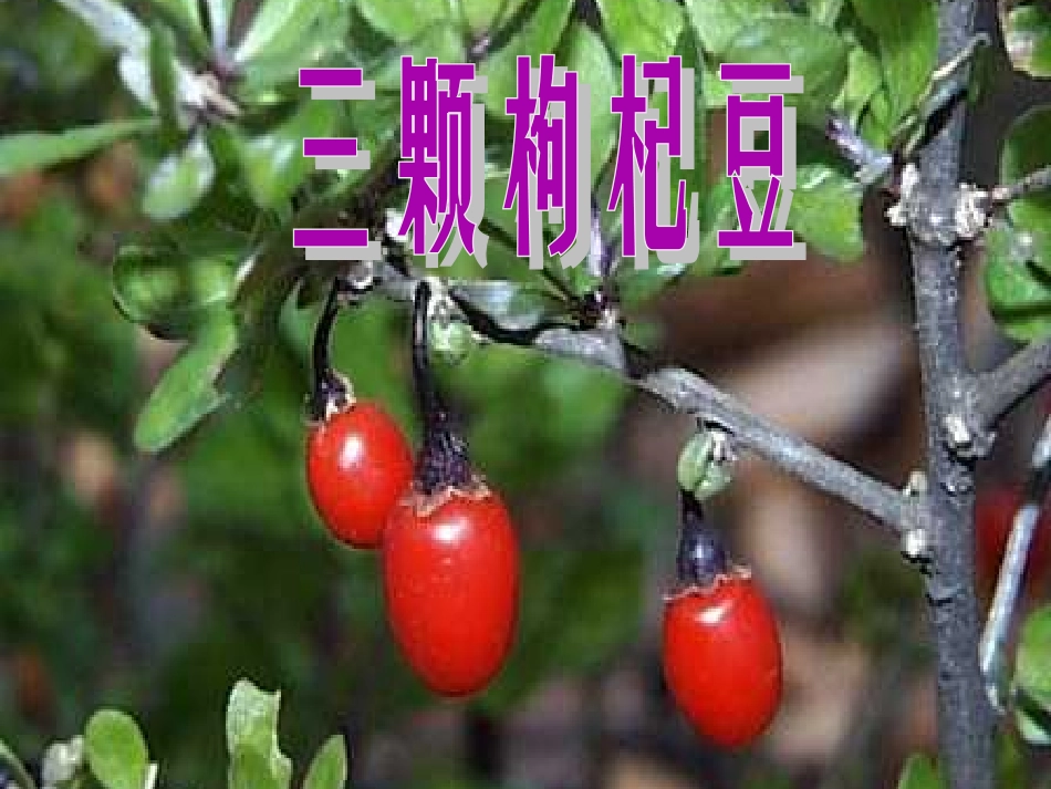 三颗枸杞豆ppt_第1页