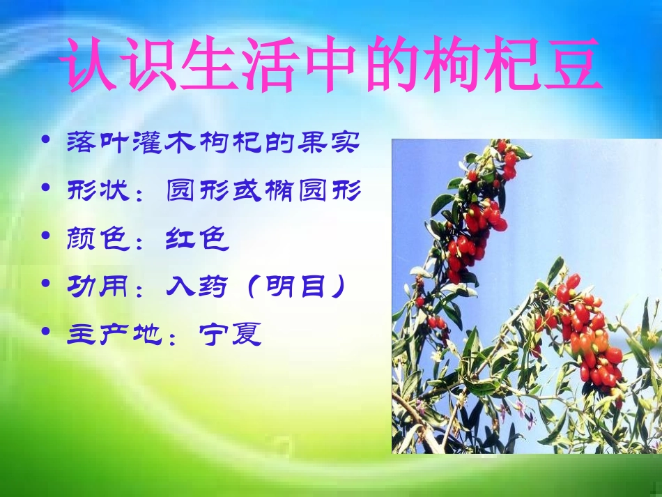 三颗枸杞豆ppt_第3页