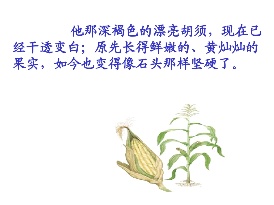 26最后的玉米_第3页