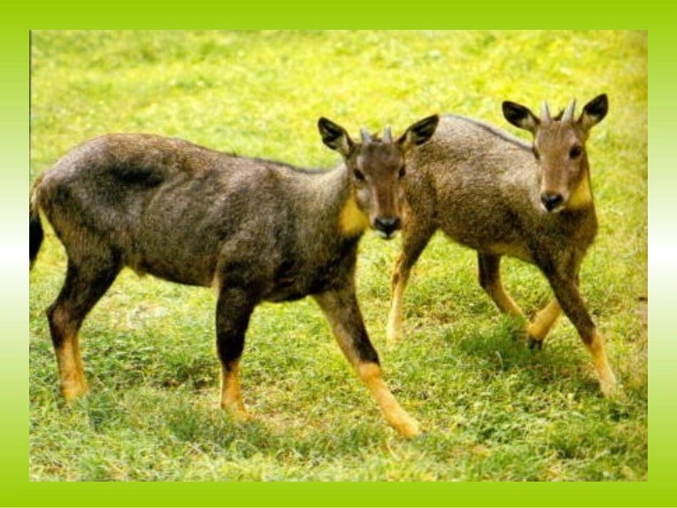 动物的行为1_第1页