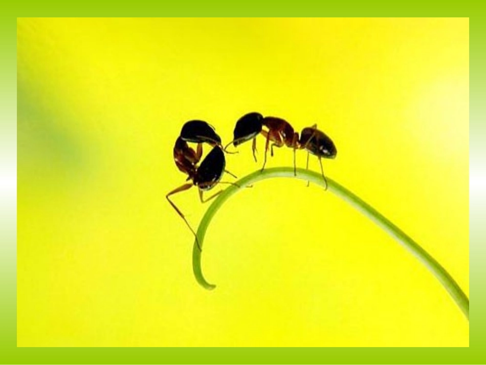 动物的行为1_第2页