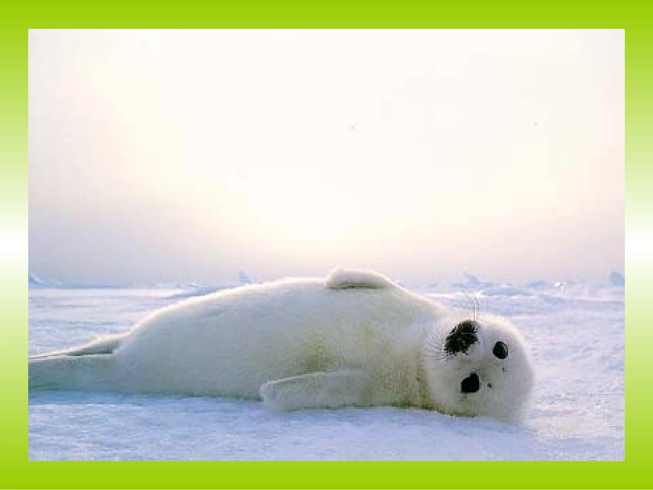 动物的行为1_第3页