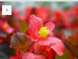 花儿为什么这样红的课件