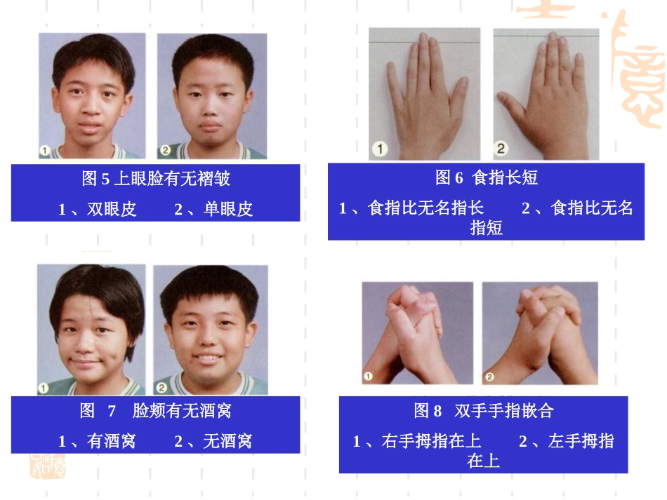 1.1孟德尔的豌豆杂交实验(一)_第2页