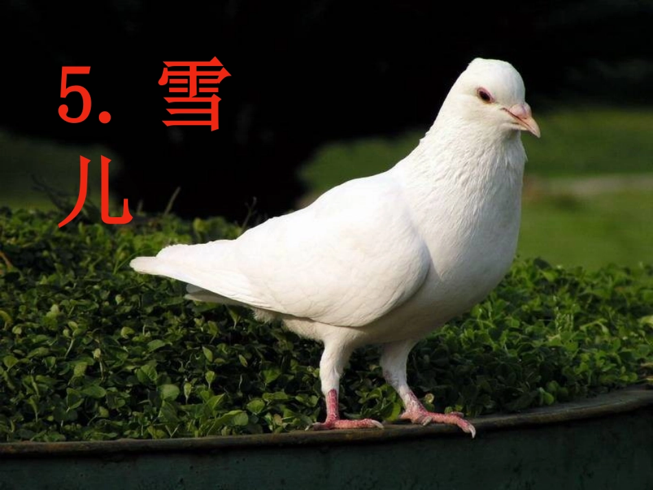 雪儿-(2)_第3页