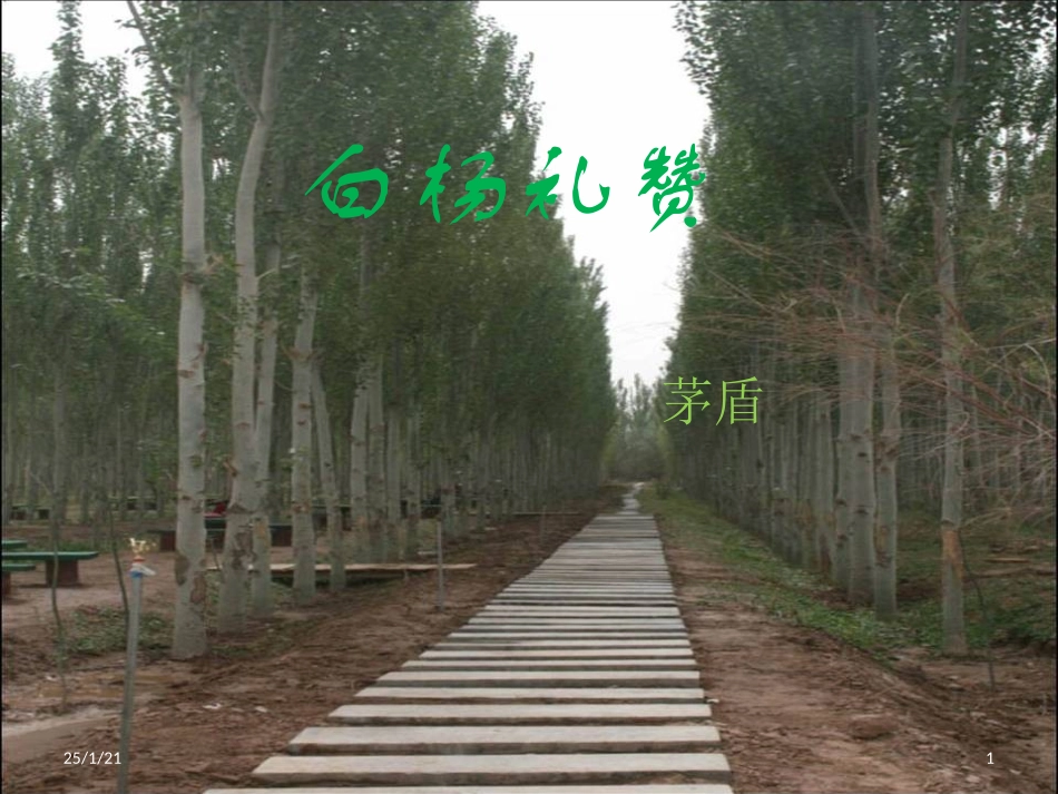 14白杨礼赞-(2)_第1页