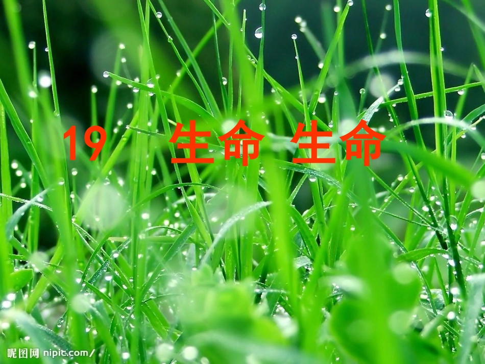 19生命生命课件_第3页