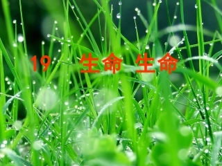 19生命生命课件