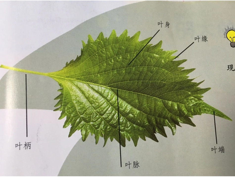18画画叶子_第3页