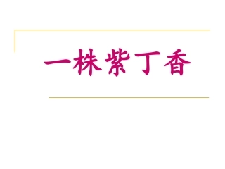 5一株紫丁香