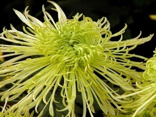 花儿为什么这么红